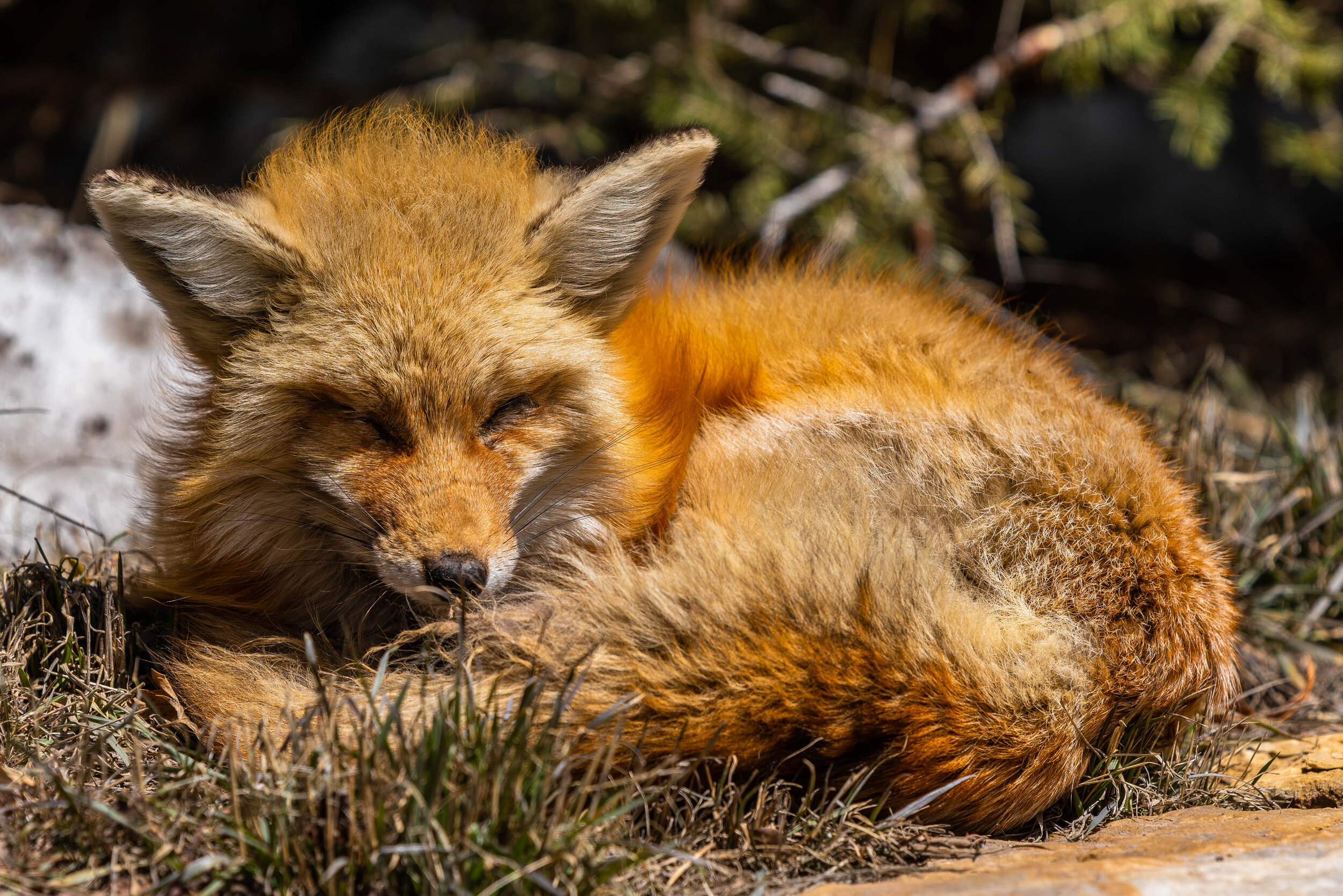 Breck Fox-3.jpg