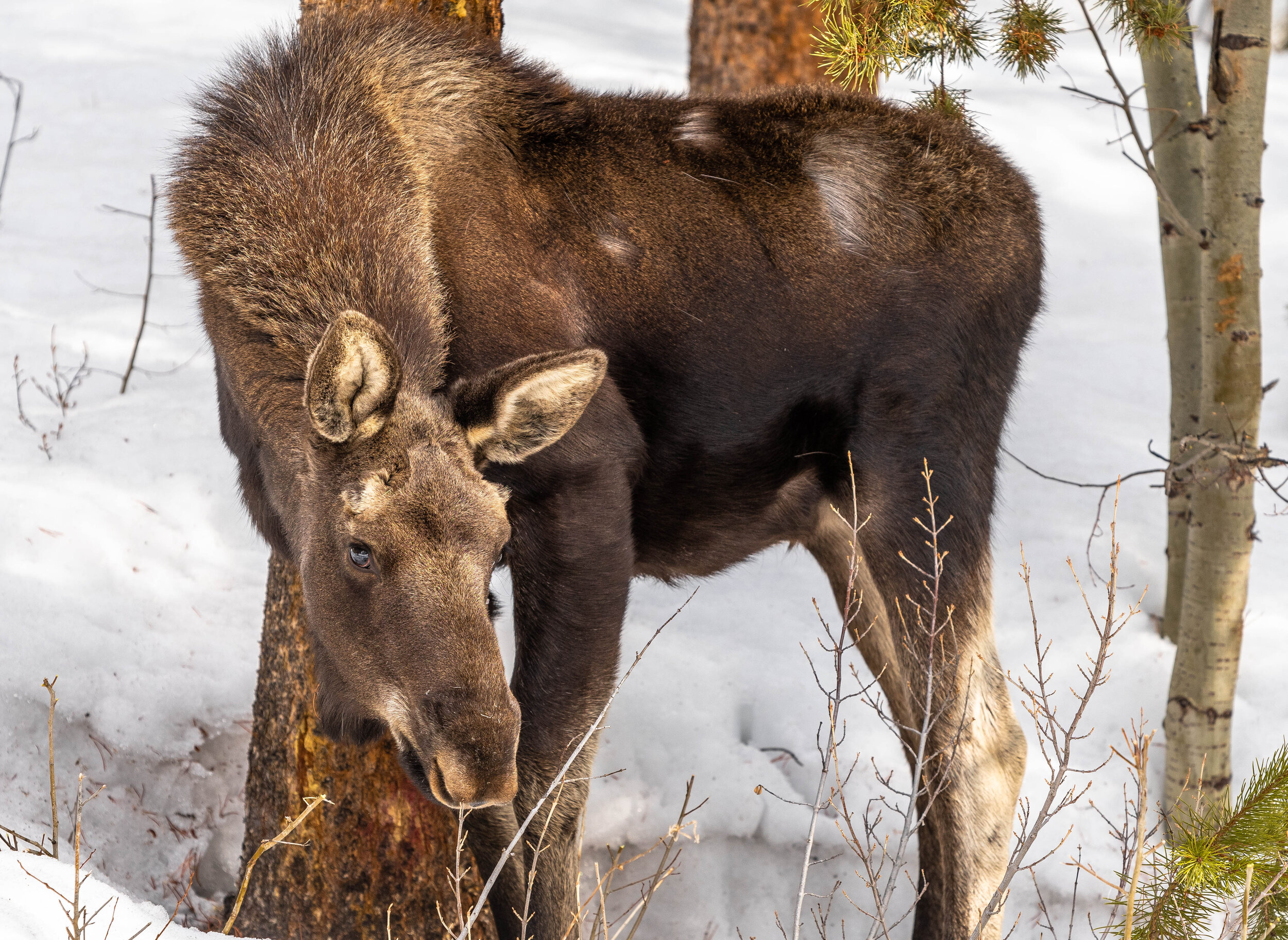 Breck Moose-10.jpg
