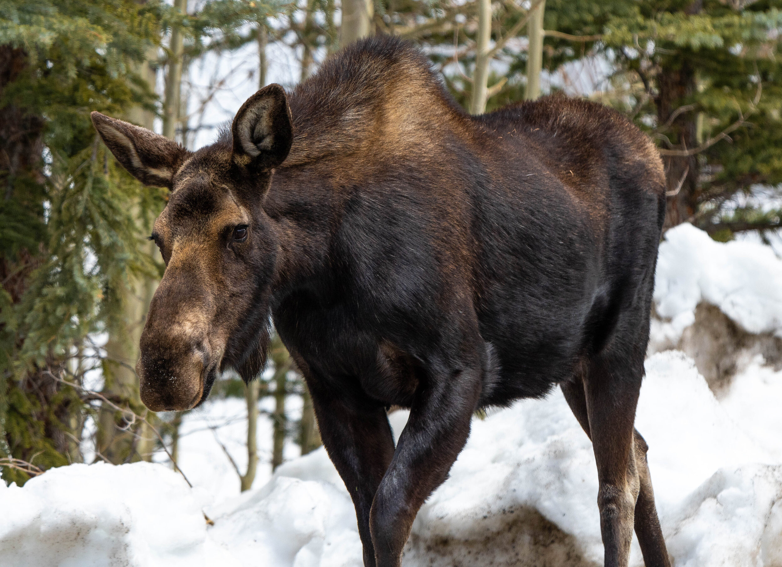Breck Moose-15.jpg