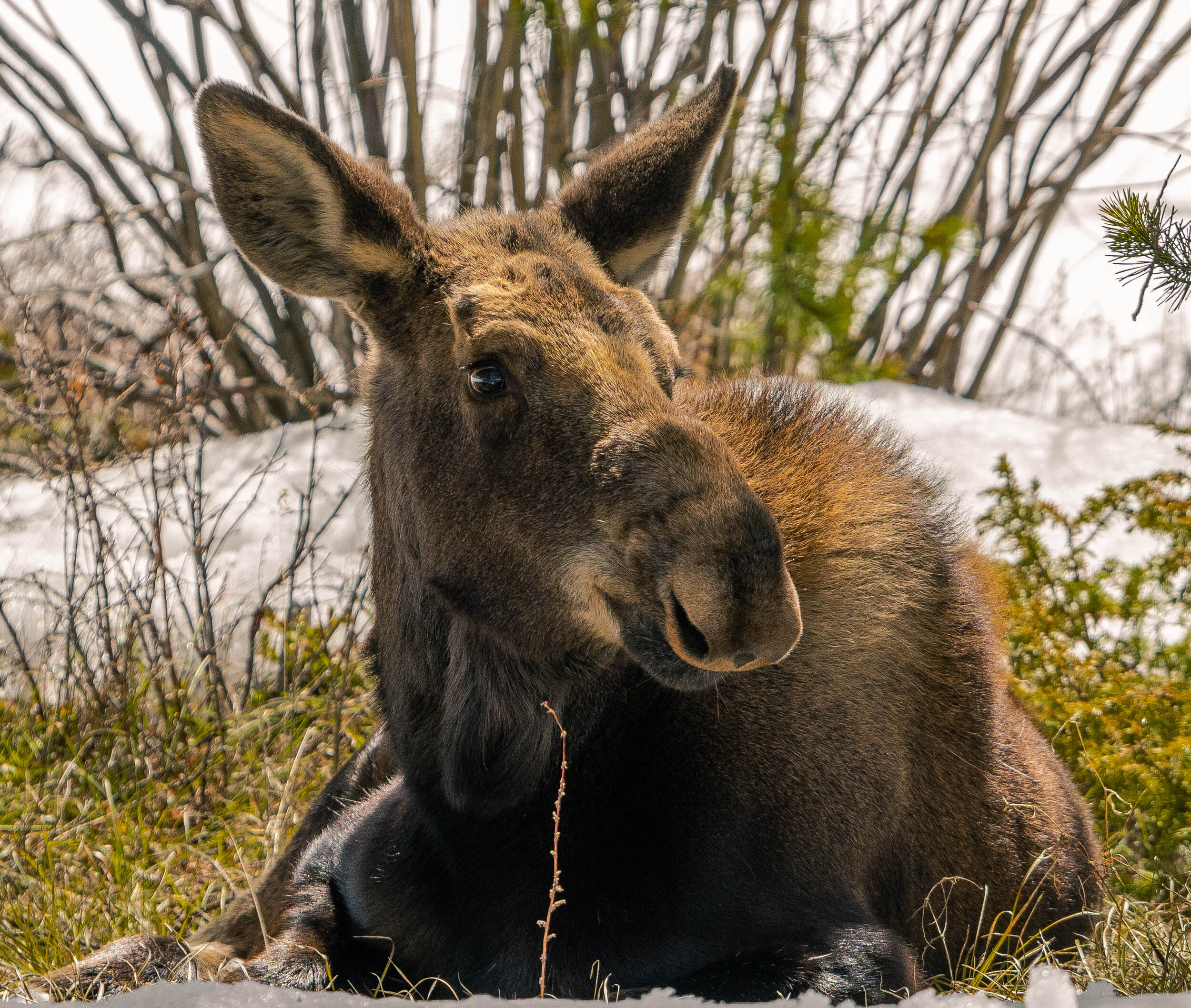Breck Moose-24.jpg