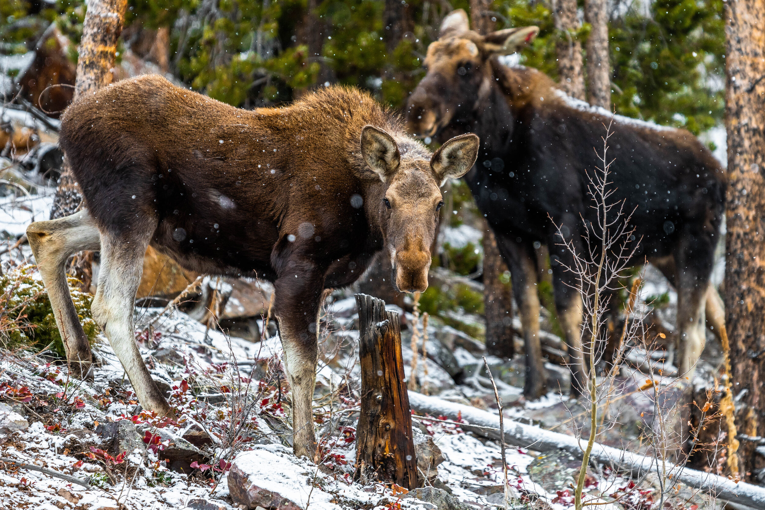Breck Moose-20.jpg