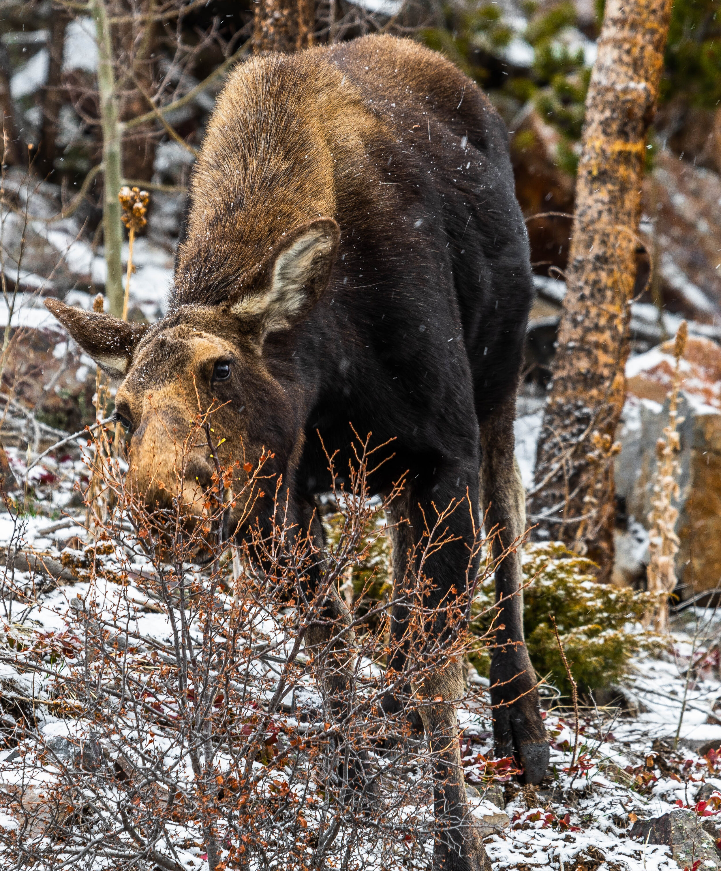 Breck Moose-18.jpg