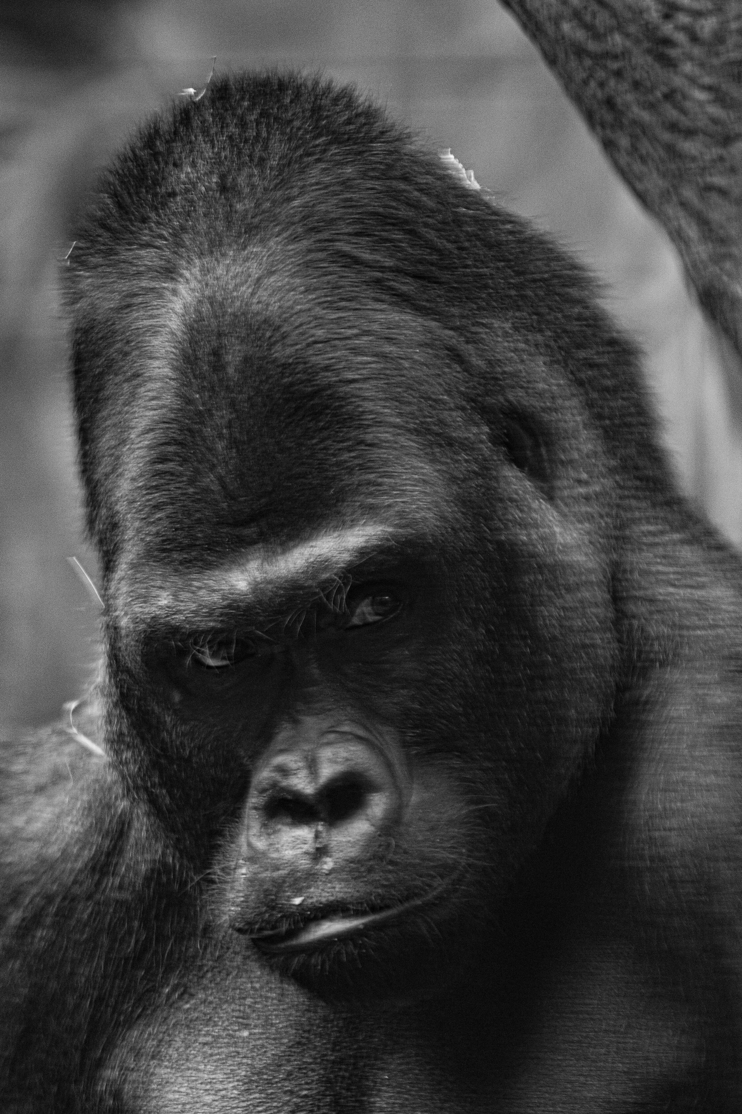 Columbus Zoo-28.jpg