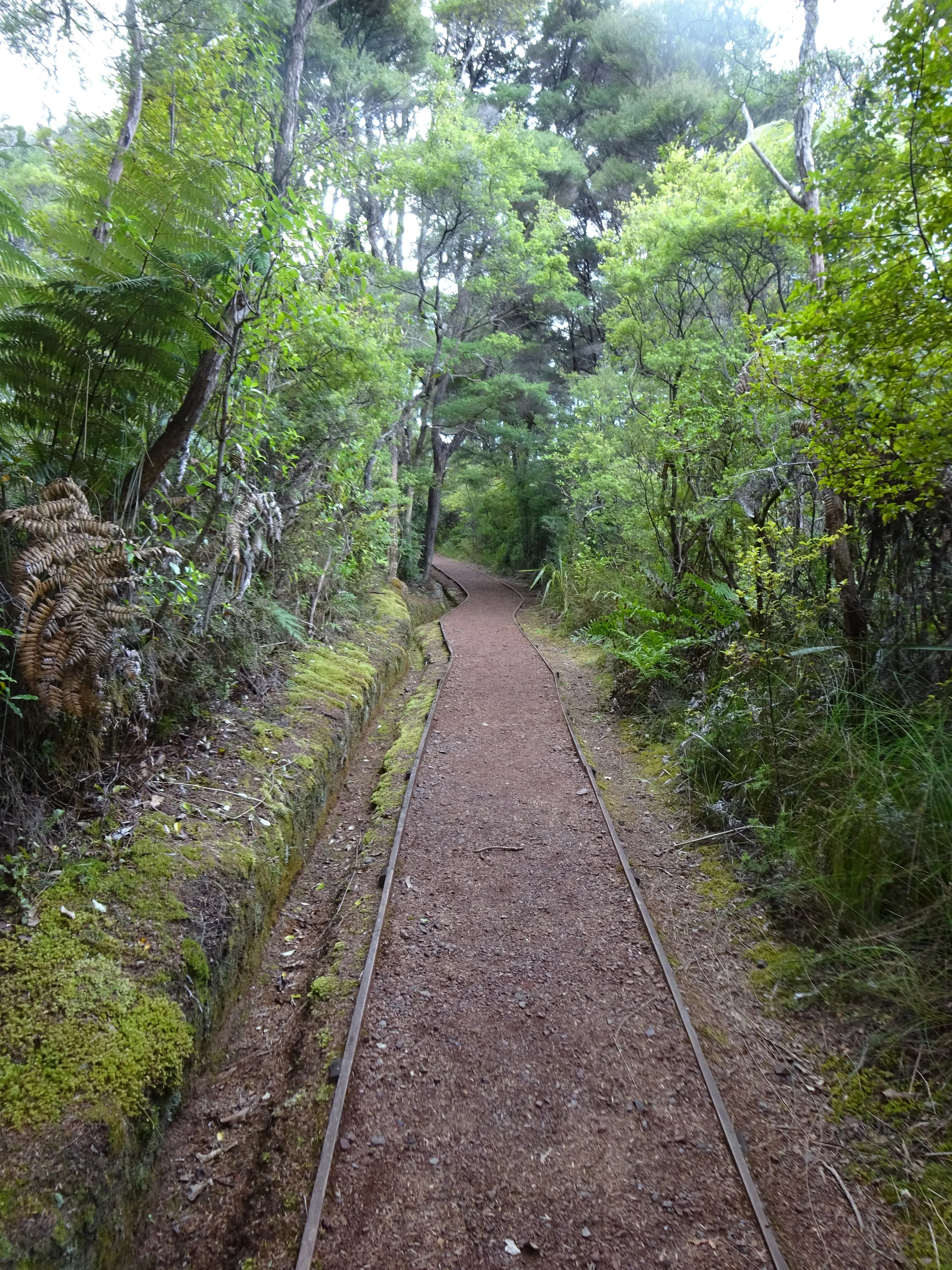 The Trail, Aotea Track, Great Barrier Island, New Zealand