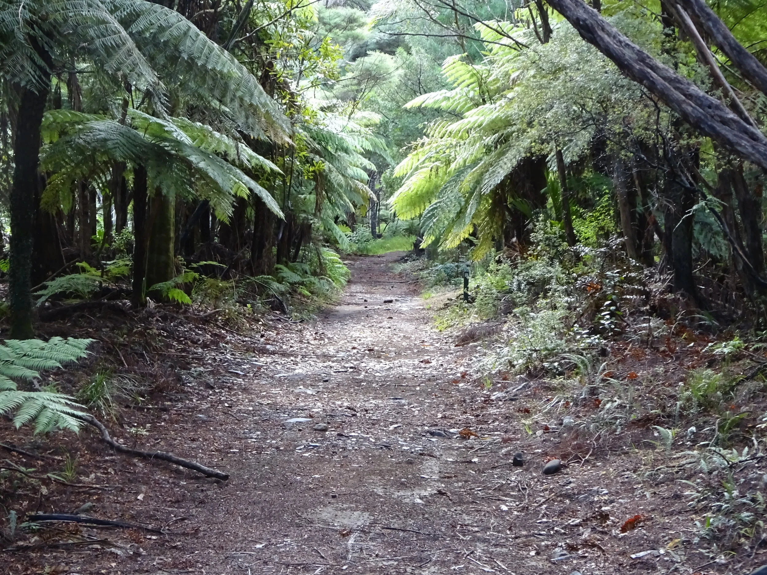 Near the Kairaara Hut, Aotea Track, Great Barrier Island, New Zealand