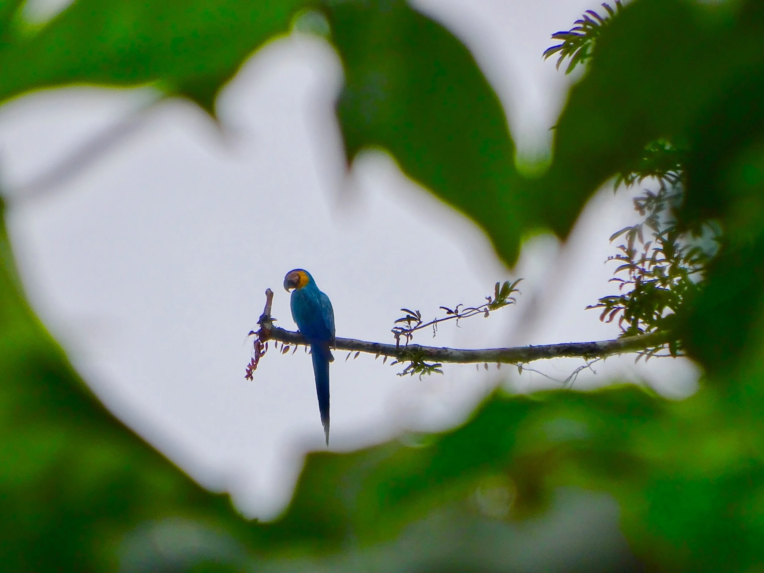 Blue and Gold Macaw, The Amazon