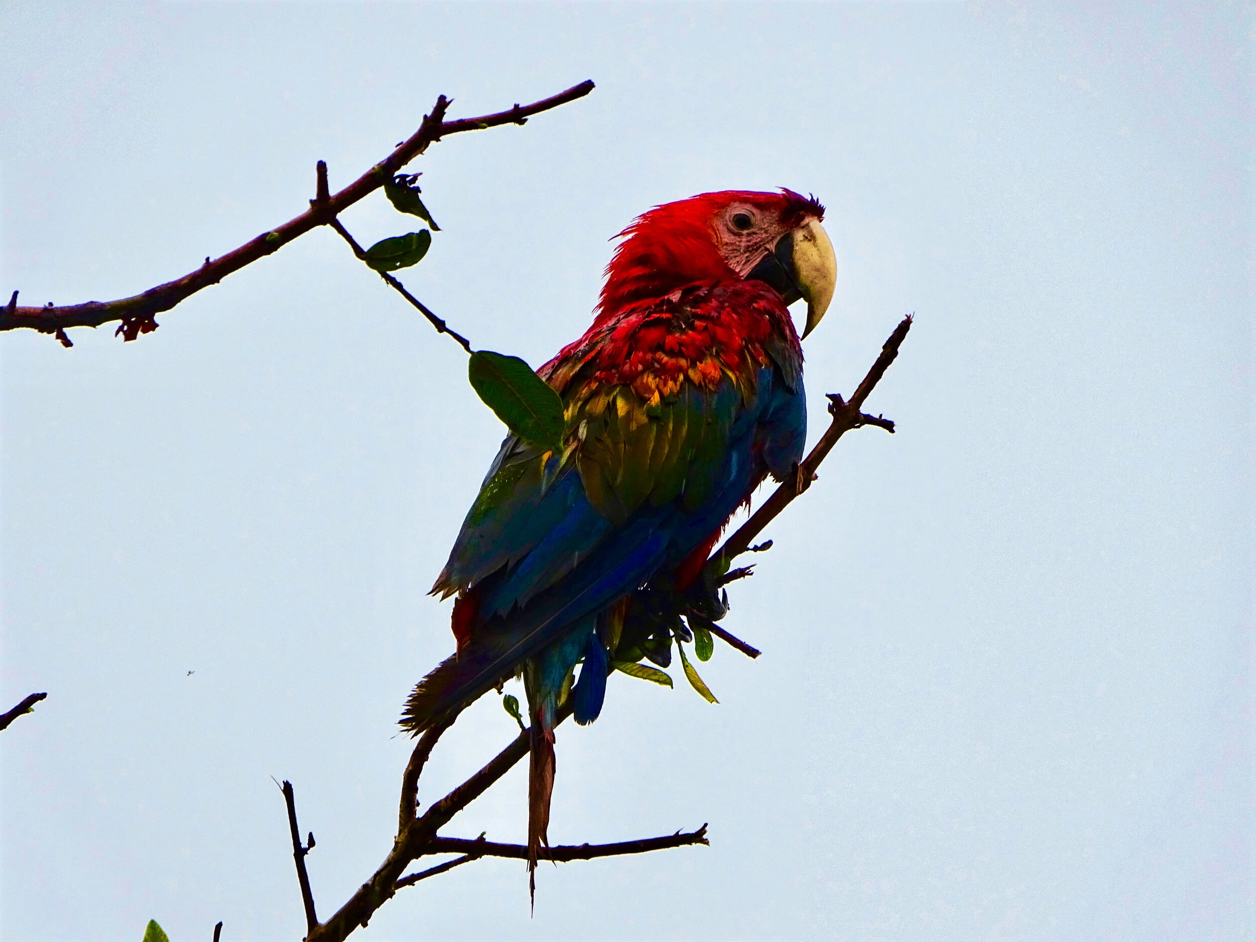 Scarlet Macaw, The Amazon
