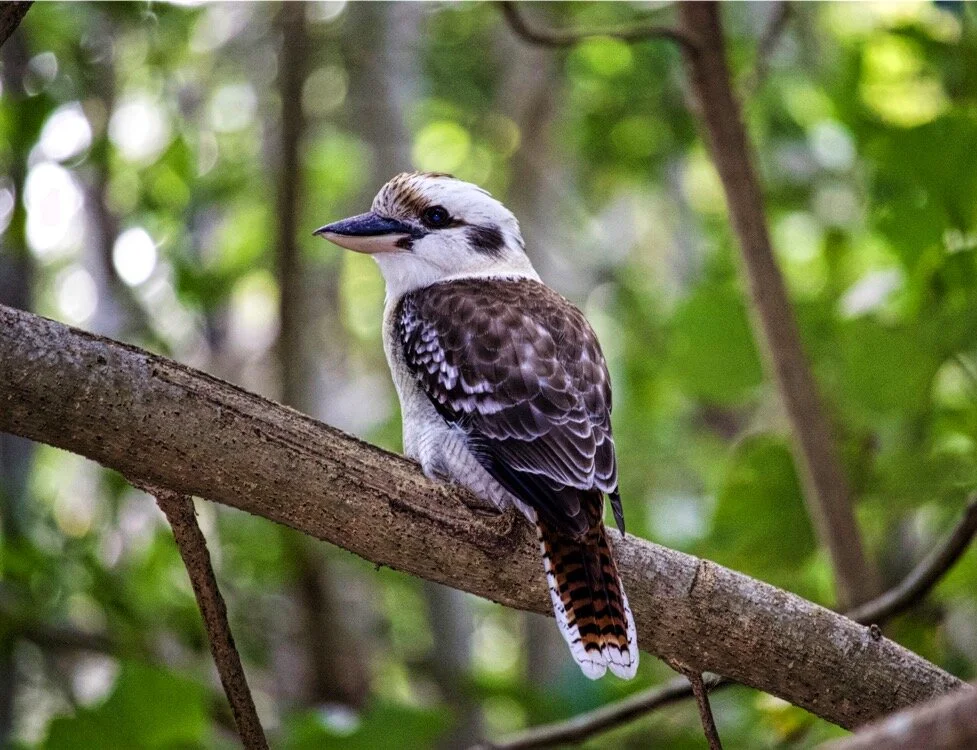 Kookaburra, New South Wales, Australia