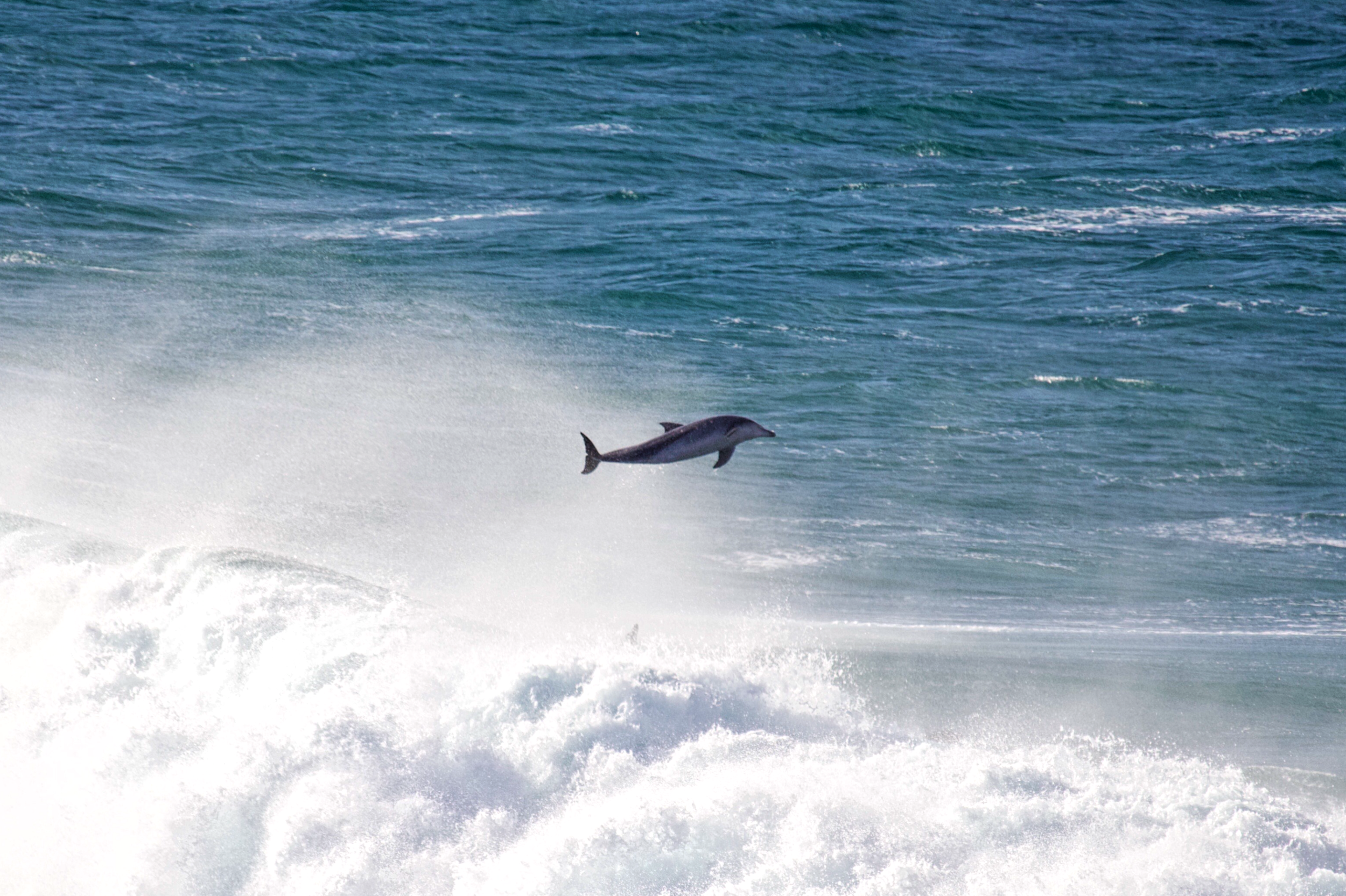 Bottlenose Dolphin, off the coast of New South Wales, Australia