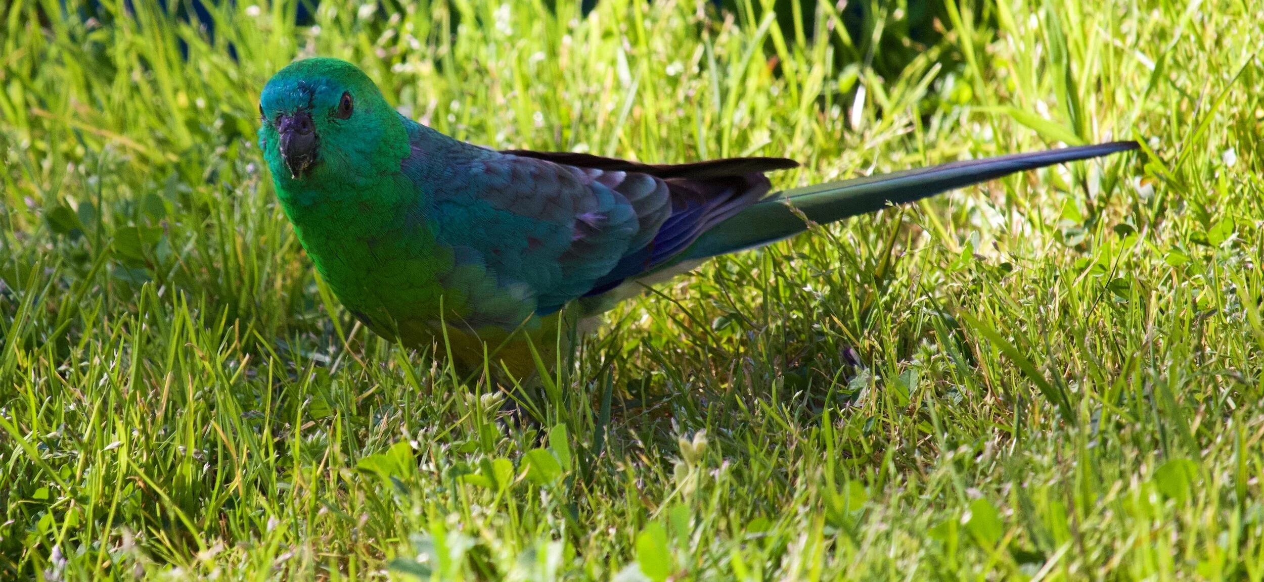 Red Rump Parrot, Melbourne, Victoria, Australia