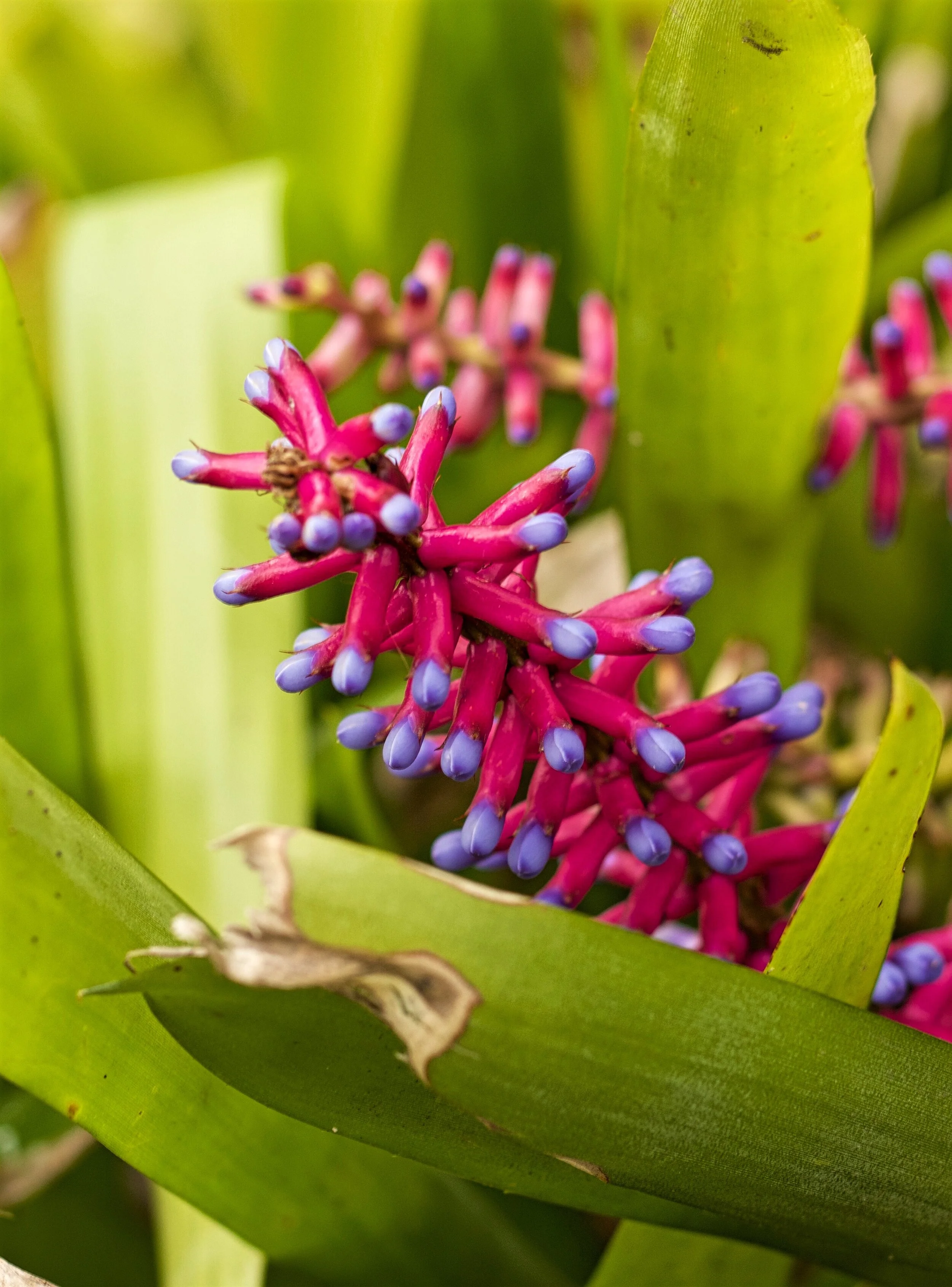 Aechmea gamosepala, Melbourne Botanical Gardens, Victoria, Australi