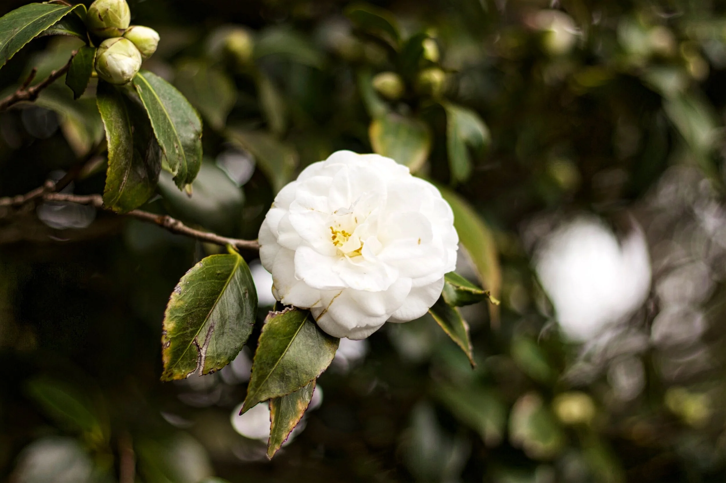 White Peony, Melbourne Botanical Gardens, Victoria, Australia
