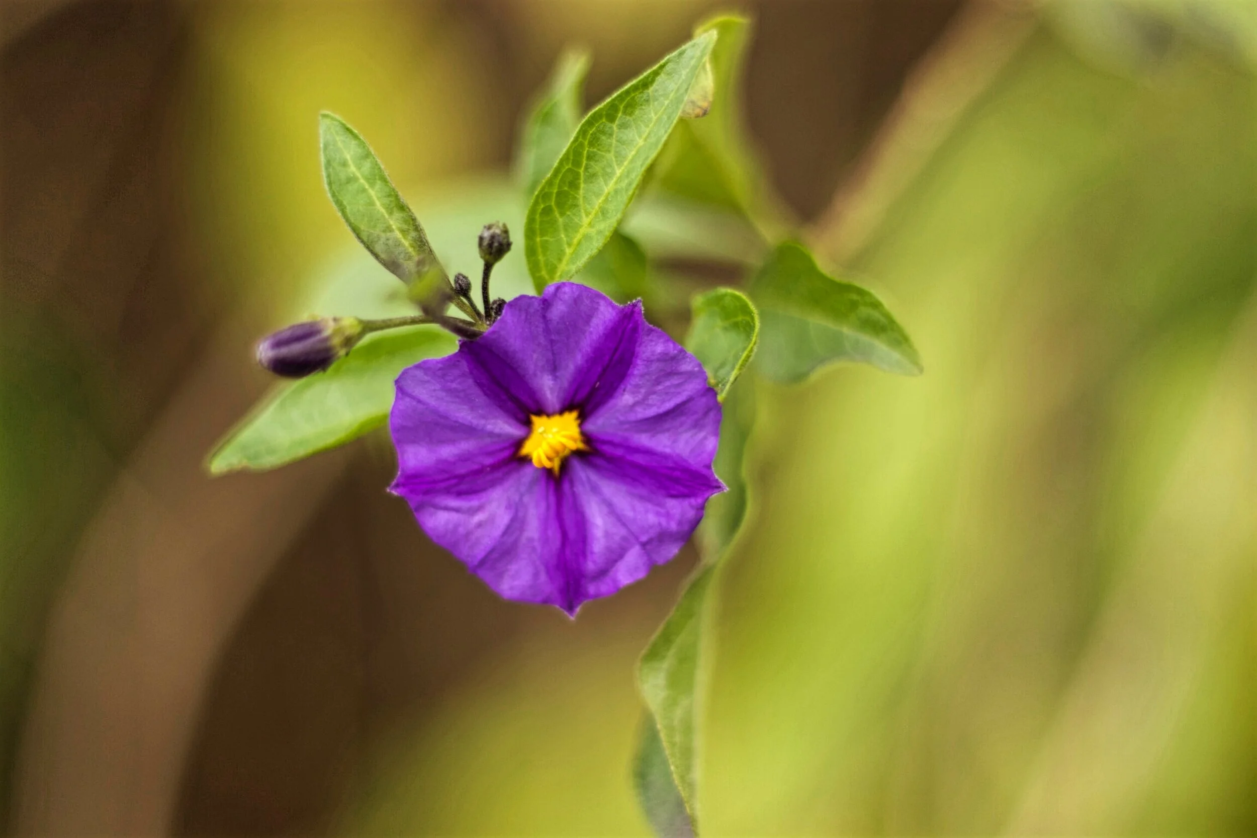 Violet, Melbourne Botanical Gardens, Victoria, Australia