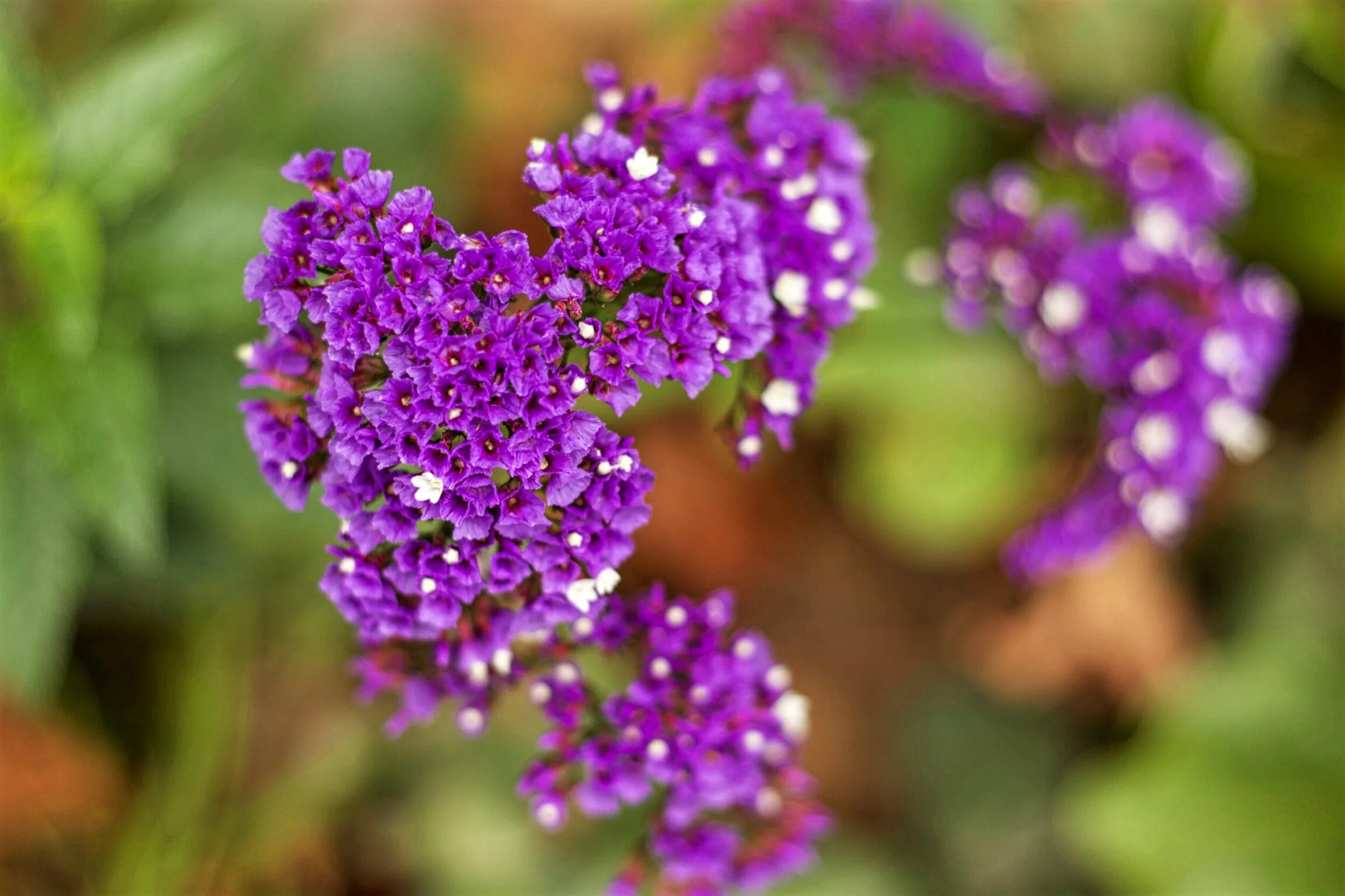 California Lilac, Melbourne Botanical Gardens, Victoria, Australia