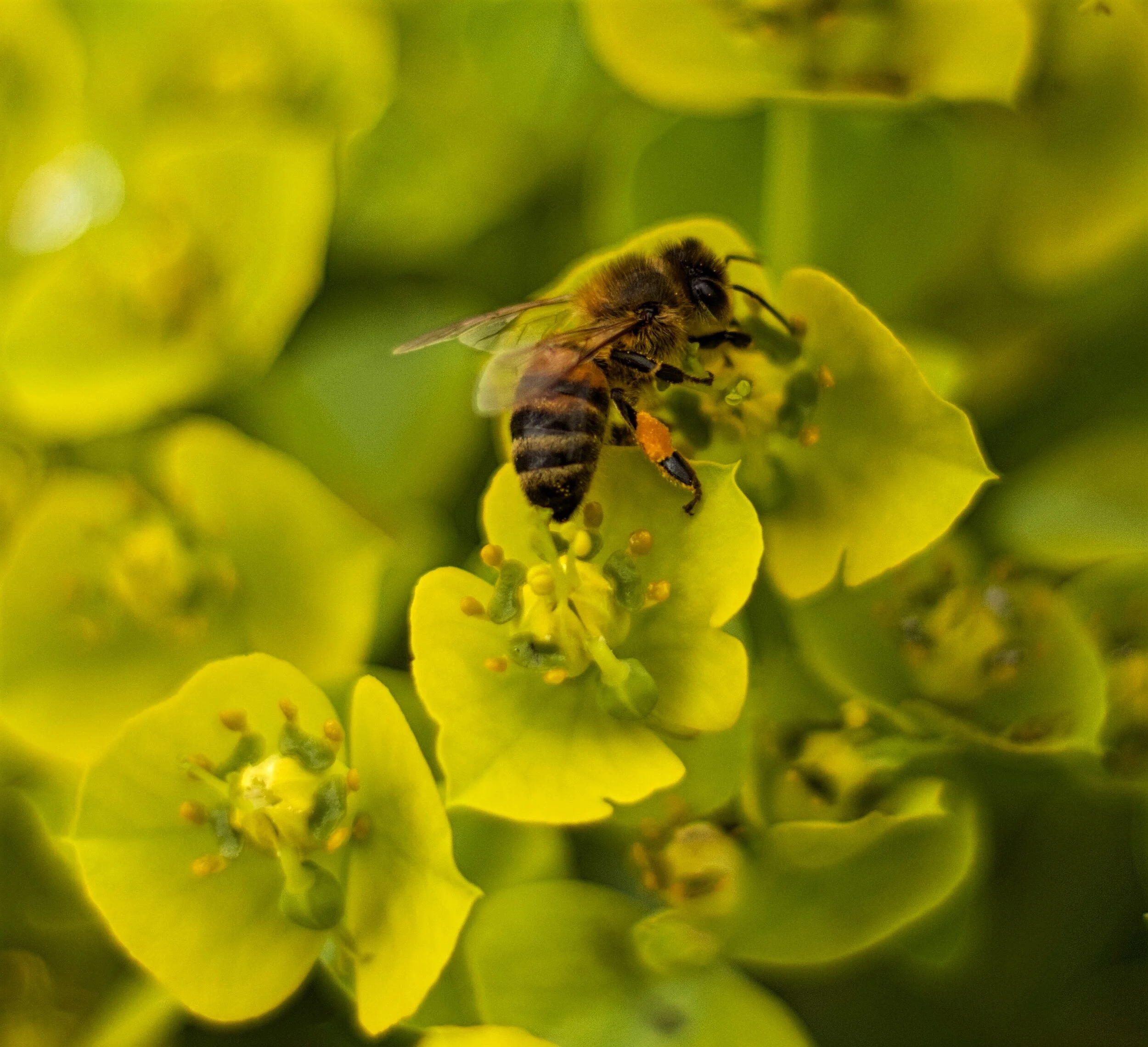 Plasterer Bee, Melbourne Botanical Gardens, Victoria, Australia