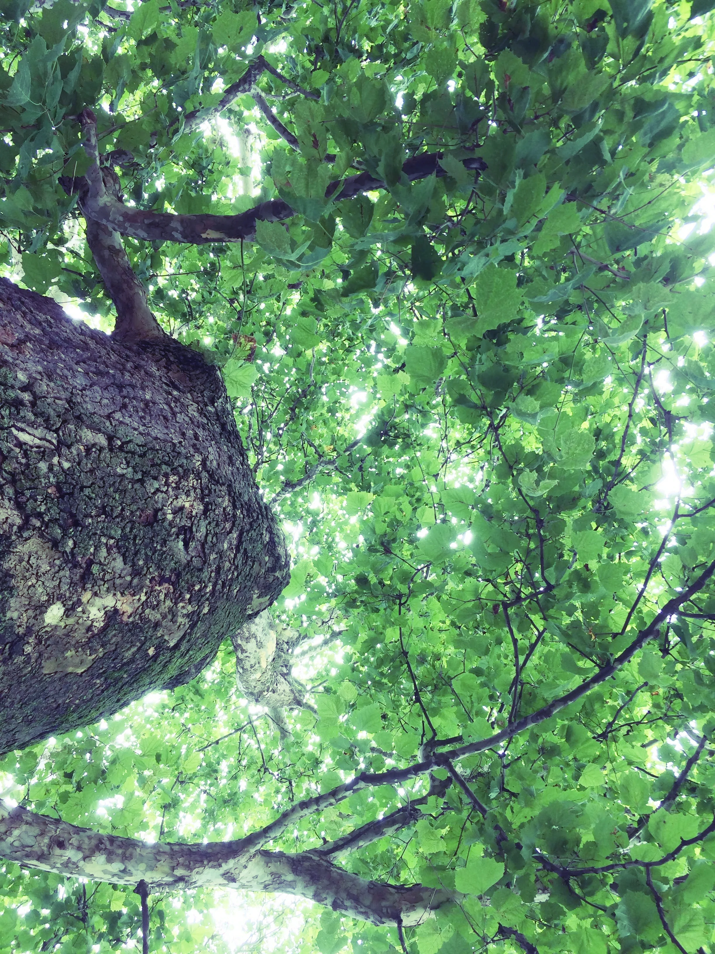 The Lansdowne sycamore, pictured here, was likely planted by Lenape or Swedes around 400 years ago to demarcate a spring alongside a trail. Though it is all that remains of the original forest in its area, it has served people and wildlife for four centuries and shows the potential of planting a single tree.