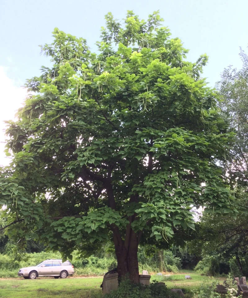 Native to the Deep South, Catalpa bignonioides also grows well in the Northeast