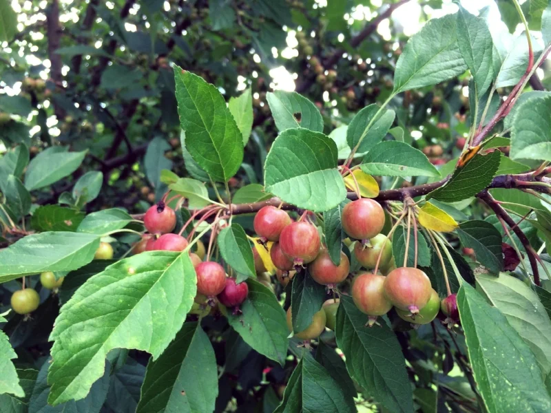 Crabapples ( Malus spp.) support 311 species of moths and butterflies in the Northeast, in addition to providing fruit to a wide range of wildlife