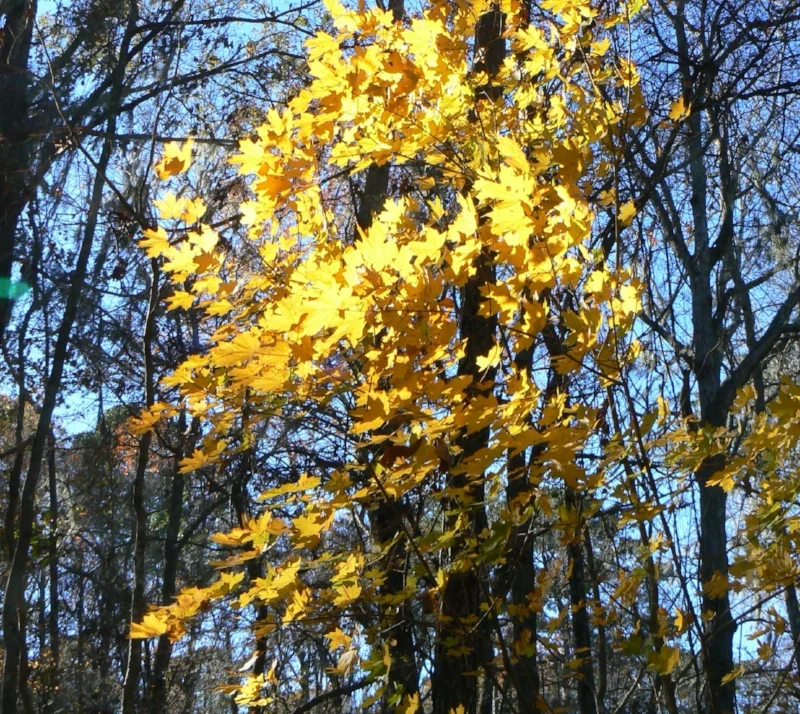 Able to withstand high heat and urban conditions , Southern sugar maple ( Acer barbatum ) can be planted in the Northeast now to offset the increasing loss of northern sugar maple ( Acer saccharum ).