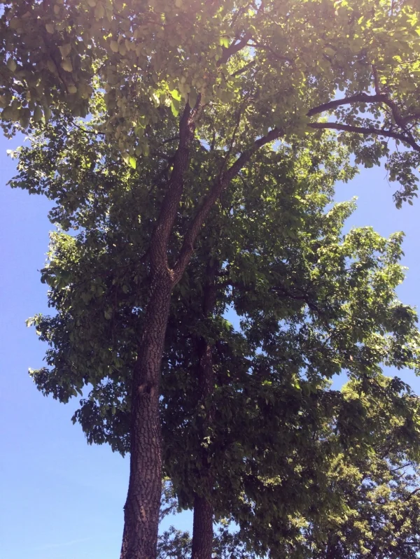 Providing delicious fruit, valuable wood, and stunning fall color, American persimmon ( Diospyros virginiana ) is a valuable tree that has something for everyone