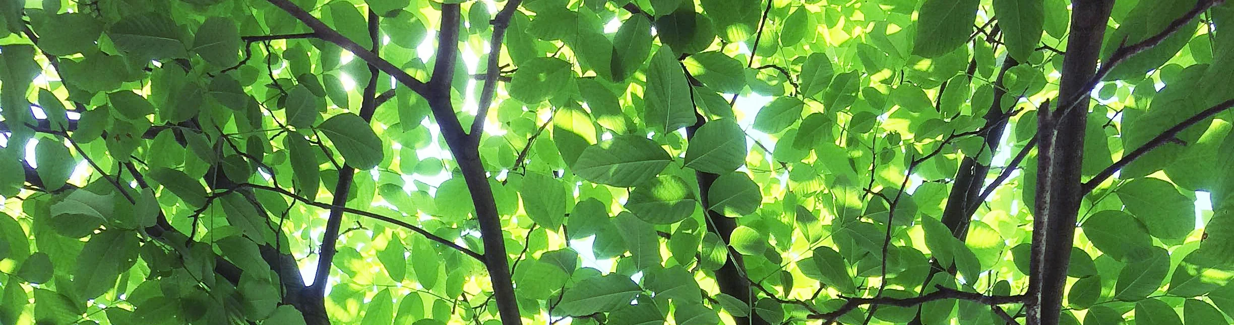 yellowwood-philly.jpg