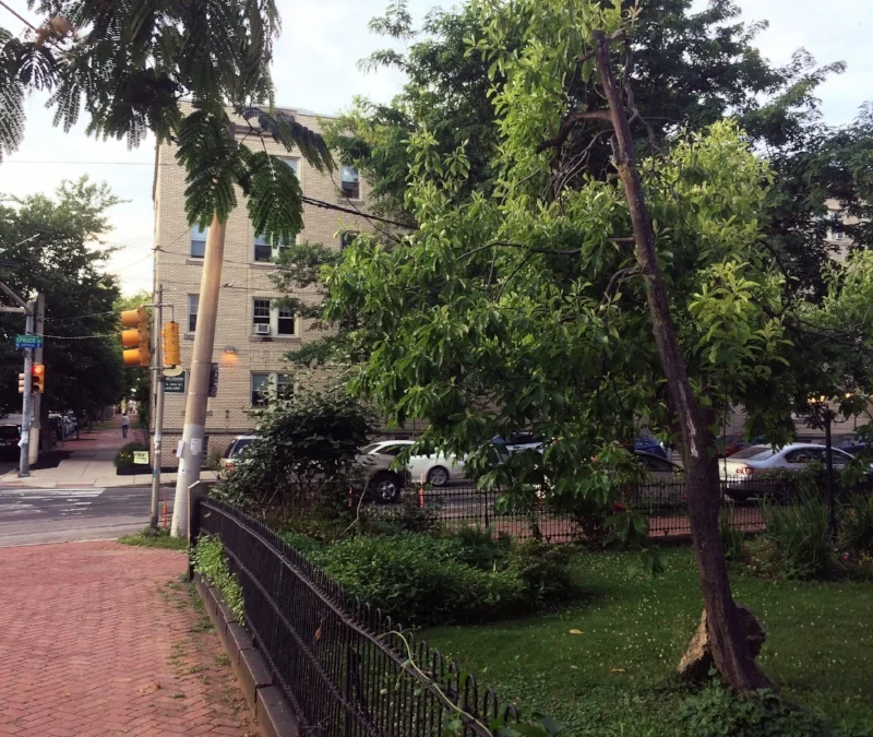 A Franklinia tree - one of the rarest woody species in North America - grows in this highly urbanized West Philadelphia garden far north of its former native range.
