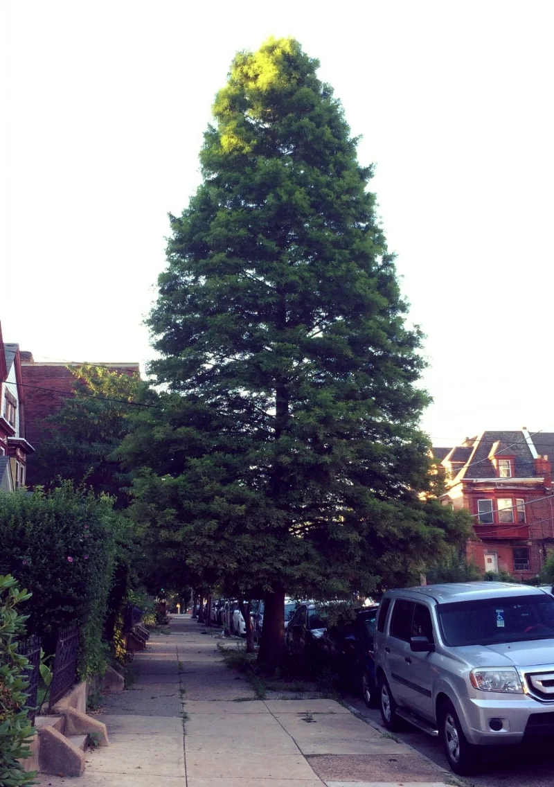 Bald cypress ( Taxodium distichum ) can grow well in even the most challenging sites, and is highly resistant to breakage in high winds and hurricanes