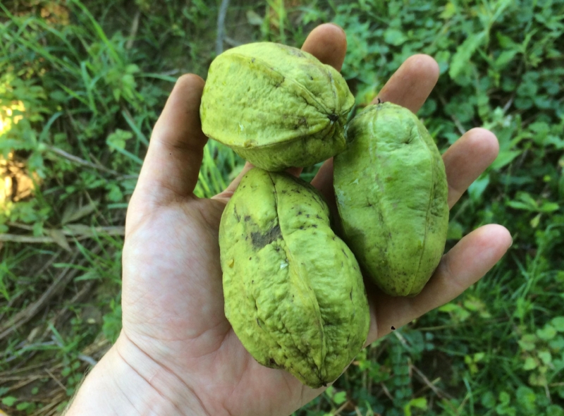 Exploring North America's Oldest Food Forest