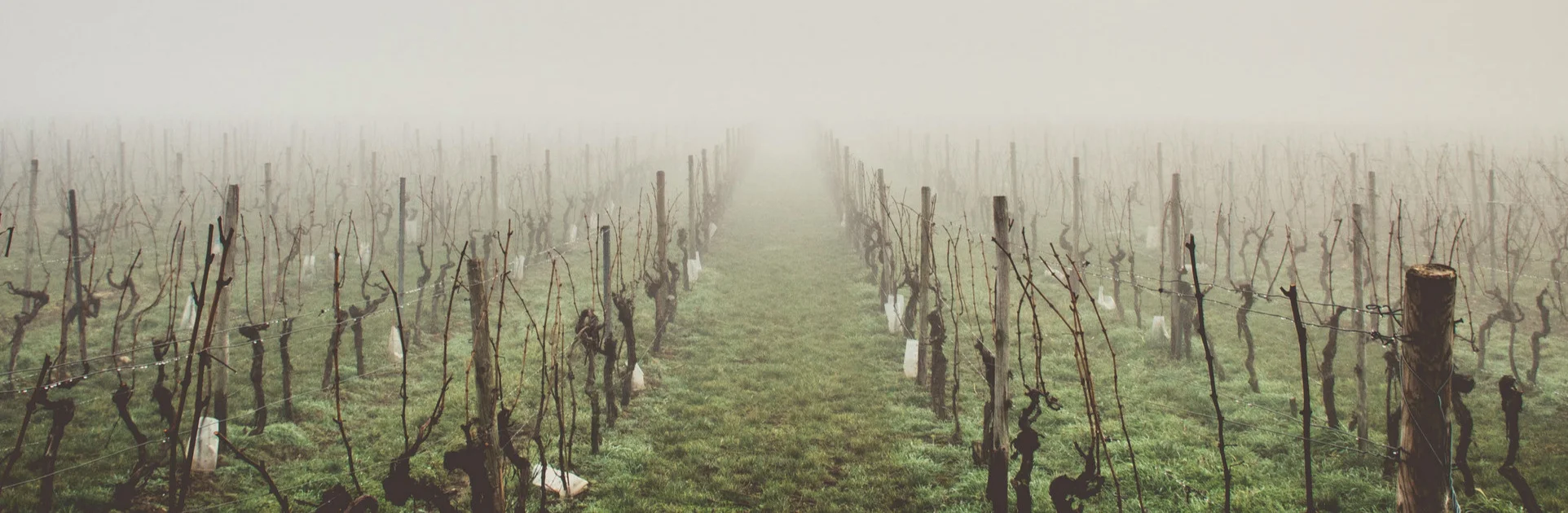 vineyard.jpg