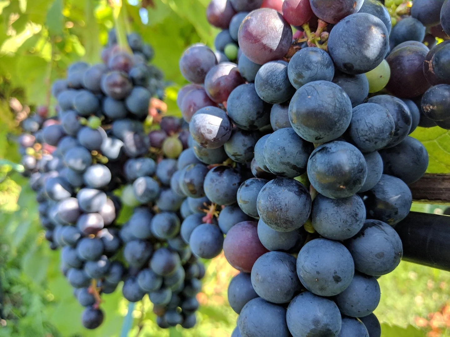 ‘Cloeta’ - a Munson variety with excellent potential. Photo courtesty of TerraVox Vineyards