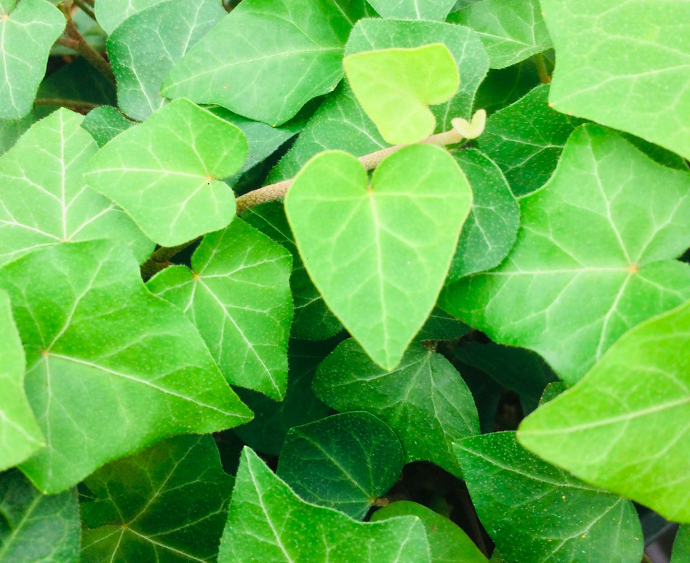 of Non-Invasive English Ivy