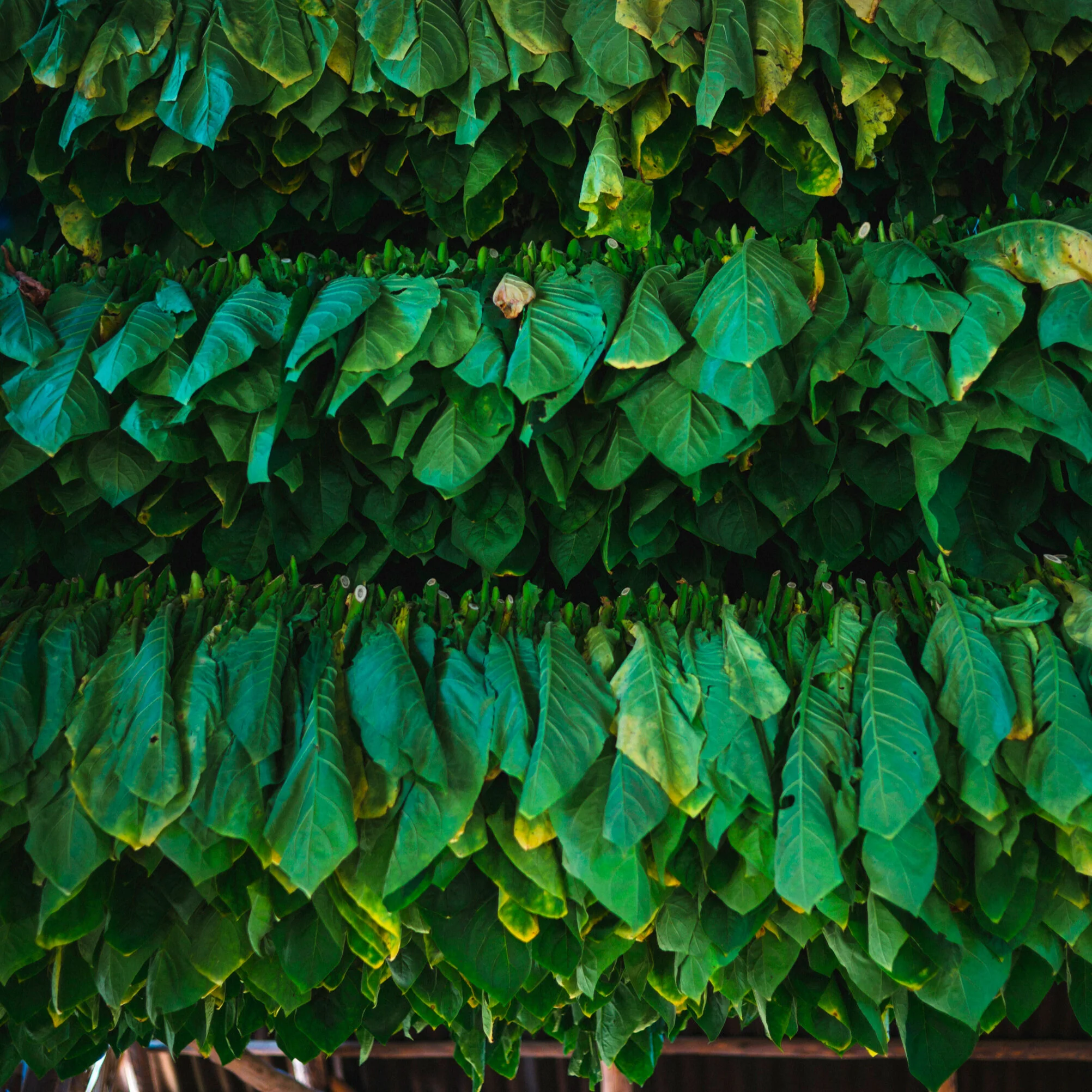The Life, Death, and Rebirth of Cuba’s Most Historic Tobacco