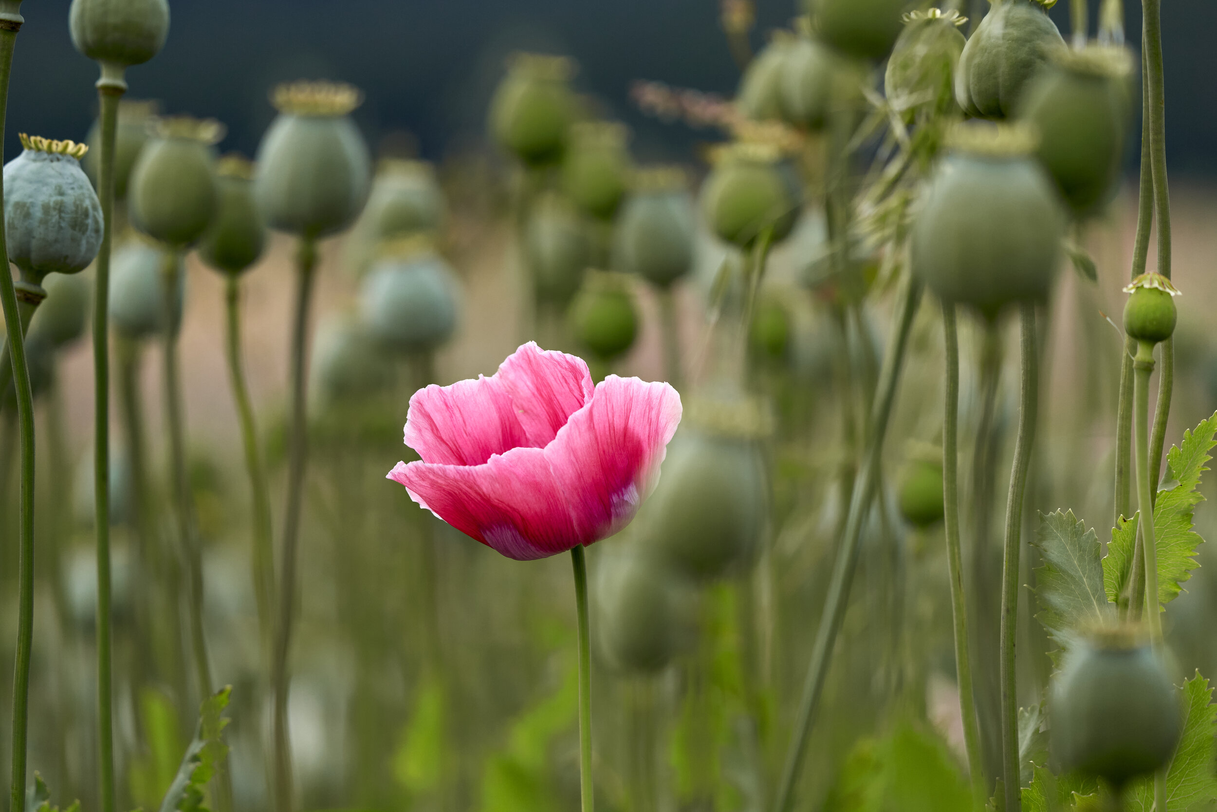 Poppies