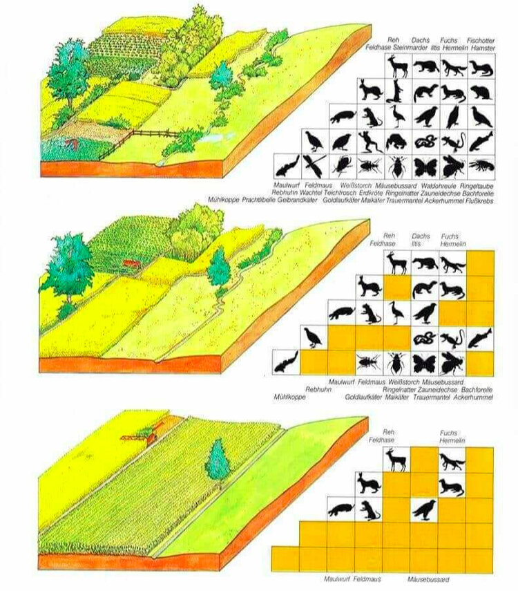 Diverse, well-integrated farms like coltura promiscua support significantly more native biodiversity than modern monocultures. Source: BUNDESAMT, F. U., &amp; LANDSCHAFT, W. U. (1997). Umwelt in der Schweiz 1997. Berna, Buwal.