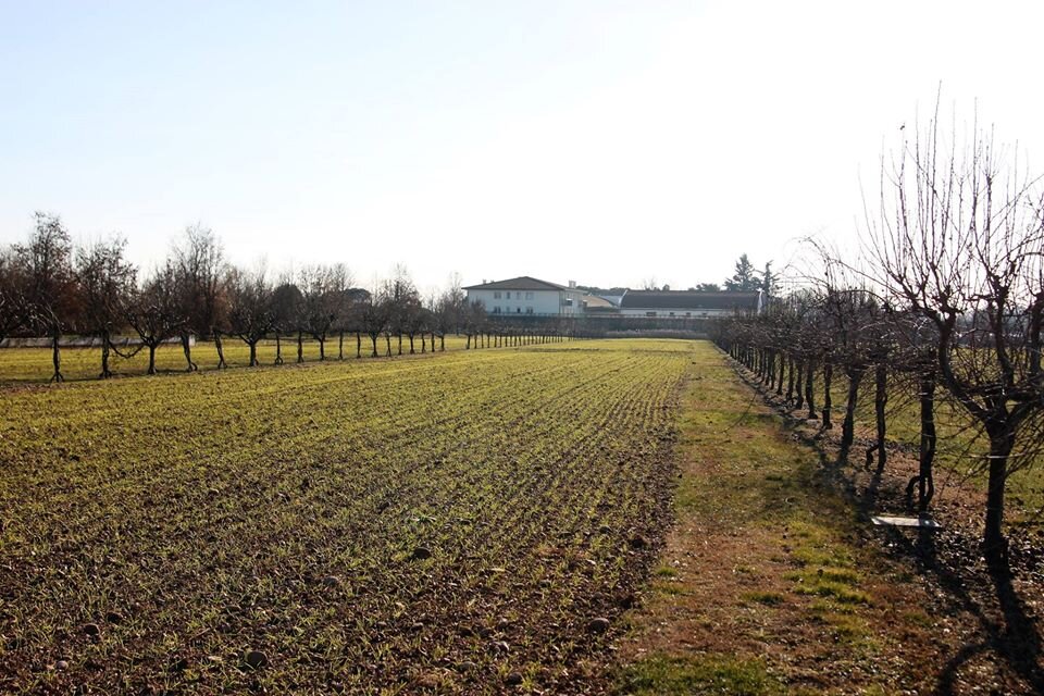 Coltura promiscua is highly diverse in spacing, crop assemblages, and trellising styles. Here, rows of trees and grapes are widely spaced to allow for maximum field crop production.