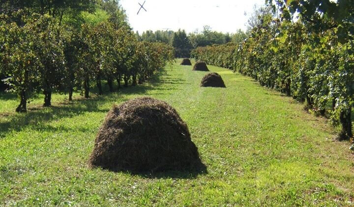 Hay is harvested and collected in some strips.