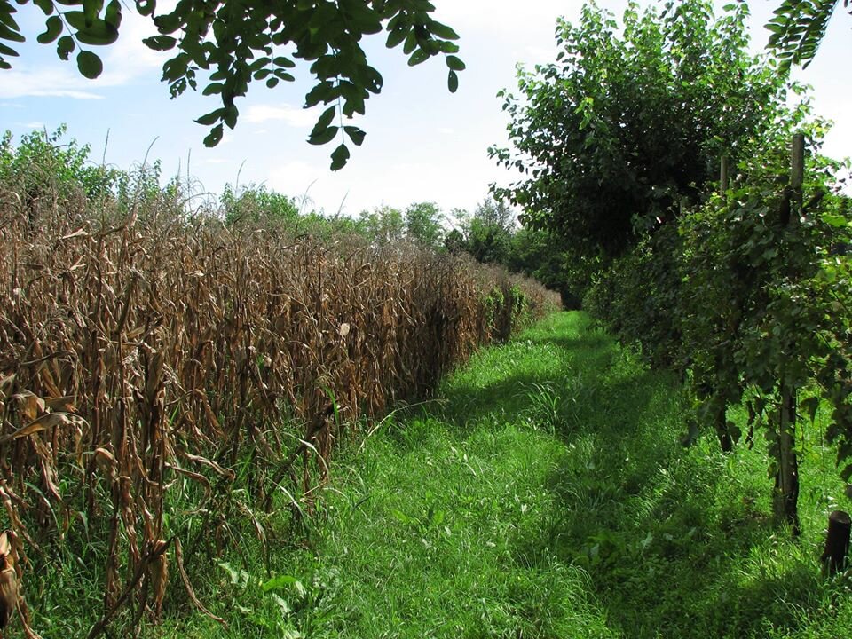 A strip of maize between rows of mulberry and grape.