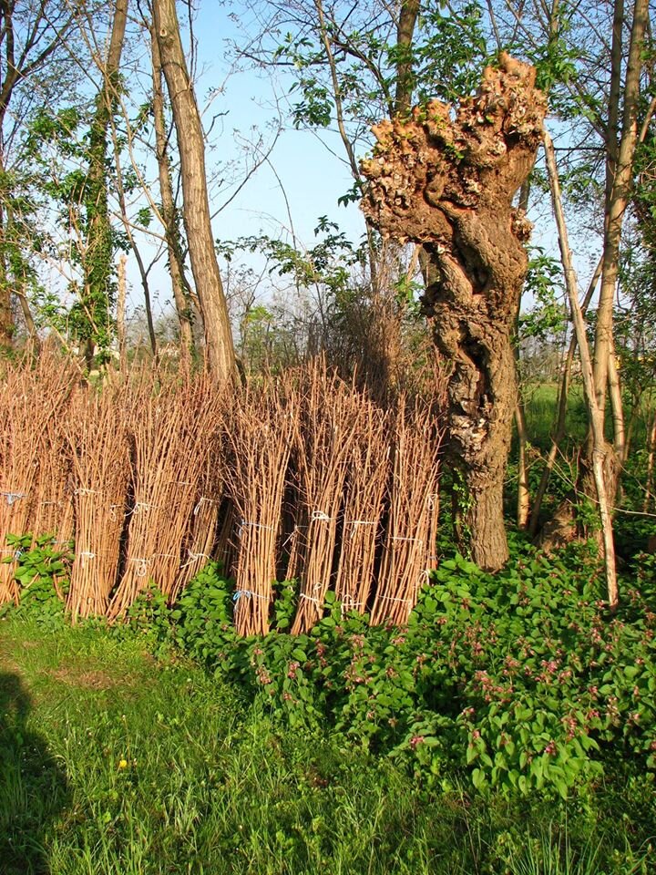 Pollarding trees in this system allows grapes and field crops to get more light, keep the trees at a manageable size, and provides leaf fodder for farm animals and bundles of sticks