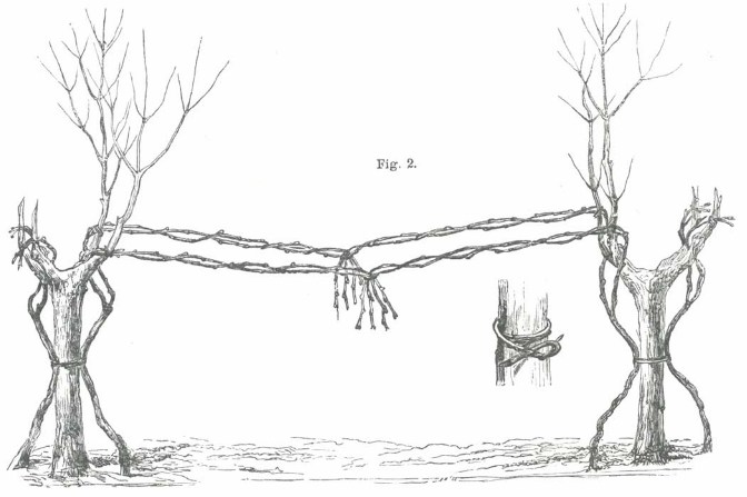 These trellising styles are almost forgotten, but represent an entire class of knowledge that is thousands of years old