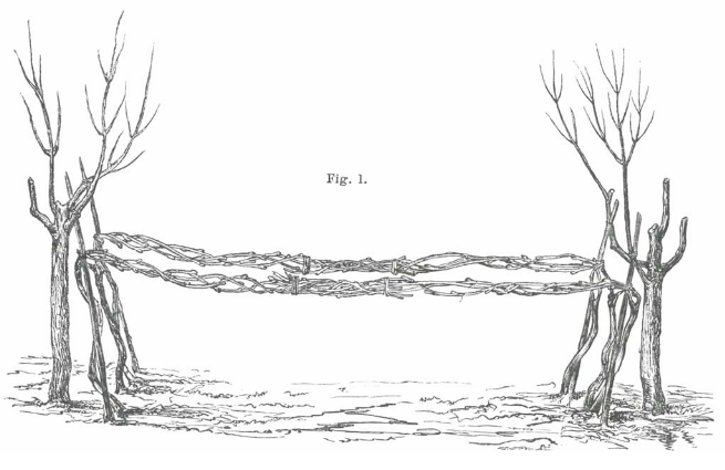 Over millennia, many styles of trellising grapes into trees have been created