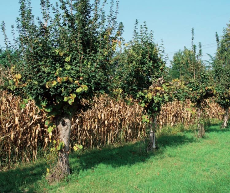 A row of field maples ( Acer campestre ) trellis grape vines, and are pollarded to harvest ‘tree hay’ fodder for livestock. Maize grows beside the row. The grapes are harvested to make wine. Source .