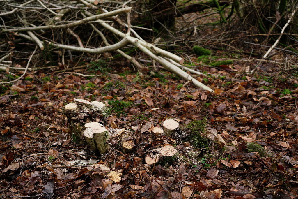 By cutting the hazel shrub down to the base every few years, the plant regenerates and can be kept productive for centuries or more