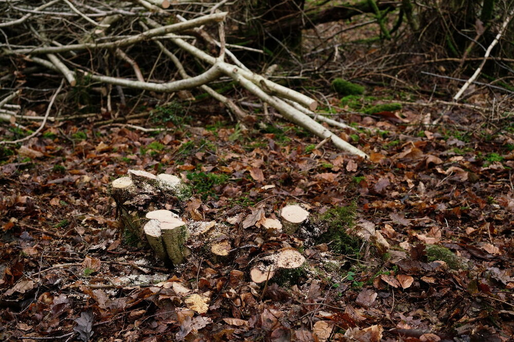 Hazelnut Wood Sticks -   Wood sticks, Sacred tree, Wood