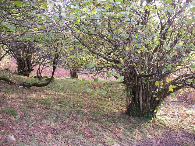 Hazel shrubs can grow in dark woods or open field settings. Management with fire likely kept hazel orchards sunny during the Mesolithic