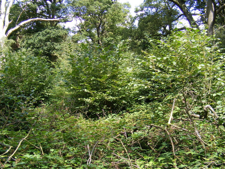 Because coppices can let in sunlight, weed management is key. Mesolithic hunter gatherers periodically burned or hoed their wild forest gardens to maintain an open parklike environment