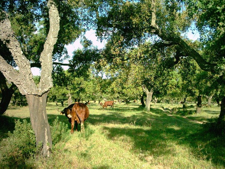 Cattle graze in a cork oak savannah - a classic dehesa ecosystem that produces much of the cork used in Europe’s wine industry. The cork is in the bark of the tree and is periodically removed, as can be seen here. Source .