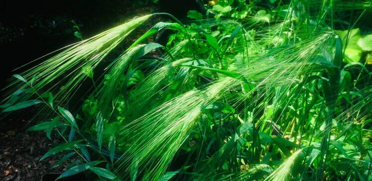 Some of the oldest landraces of grain are still grown on the fringes of Europe. This ‘Bere’ barley has been grown in the Hebrides islands of Scotland for around 6,000 years. It is so old that its name is from a pre-Indo-European language that is now extinct. This barley has been preserved by small crofters for millennia and, like many ancestral crop landraces, has unique adaptations and qualities that are missing in modern barley varieties.