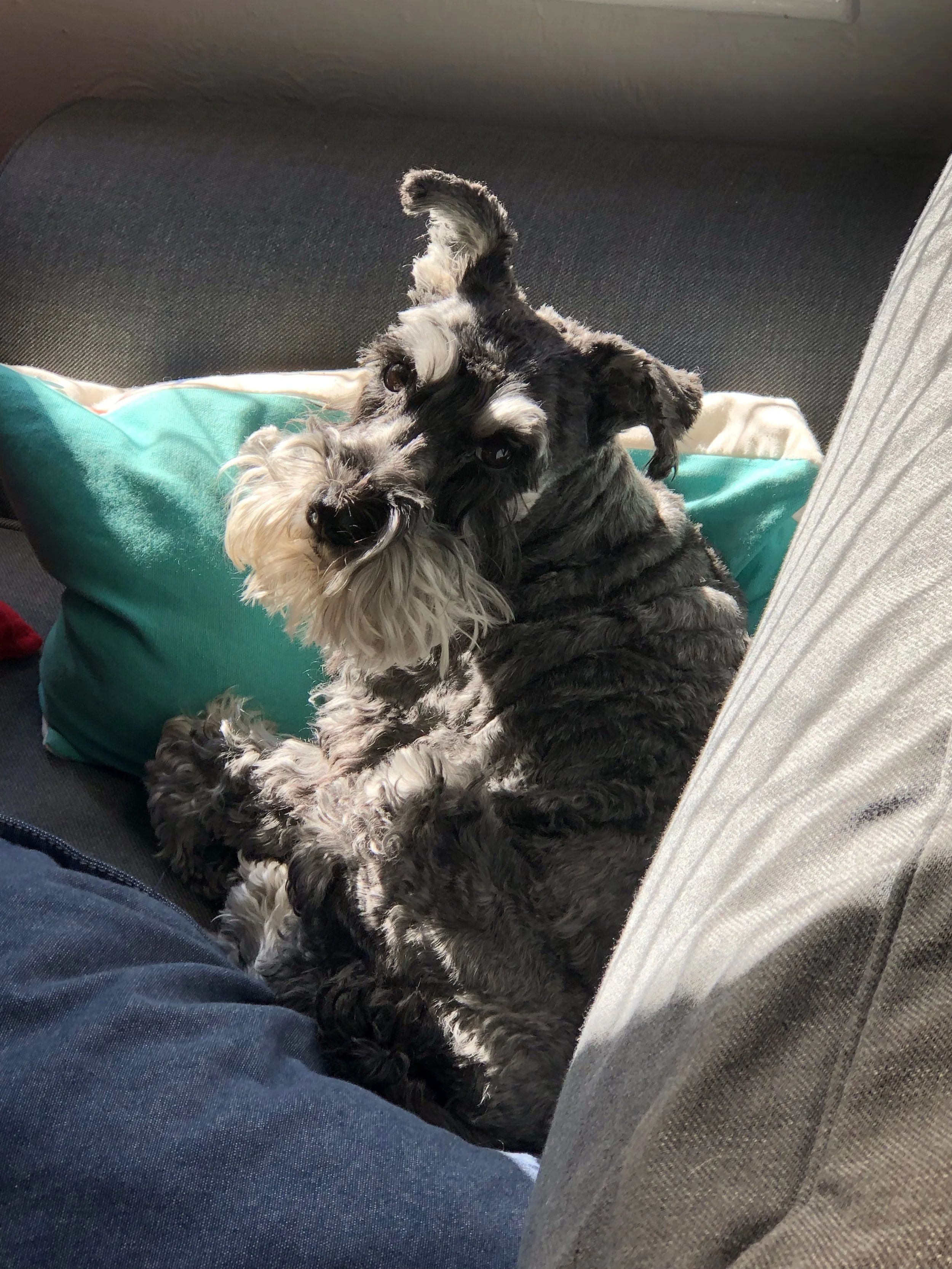 Millie will always be in our hearts xo