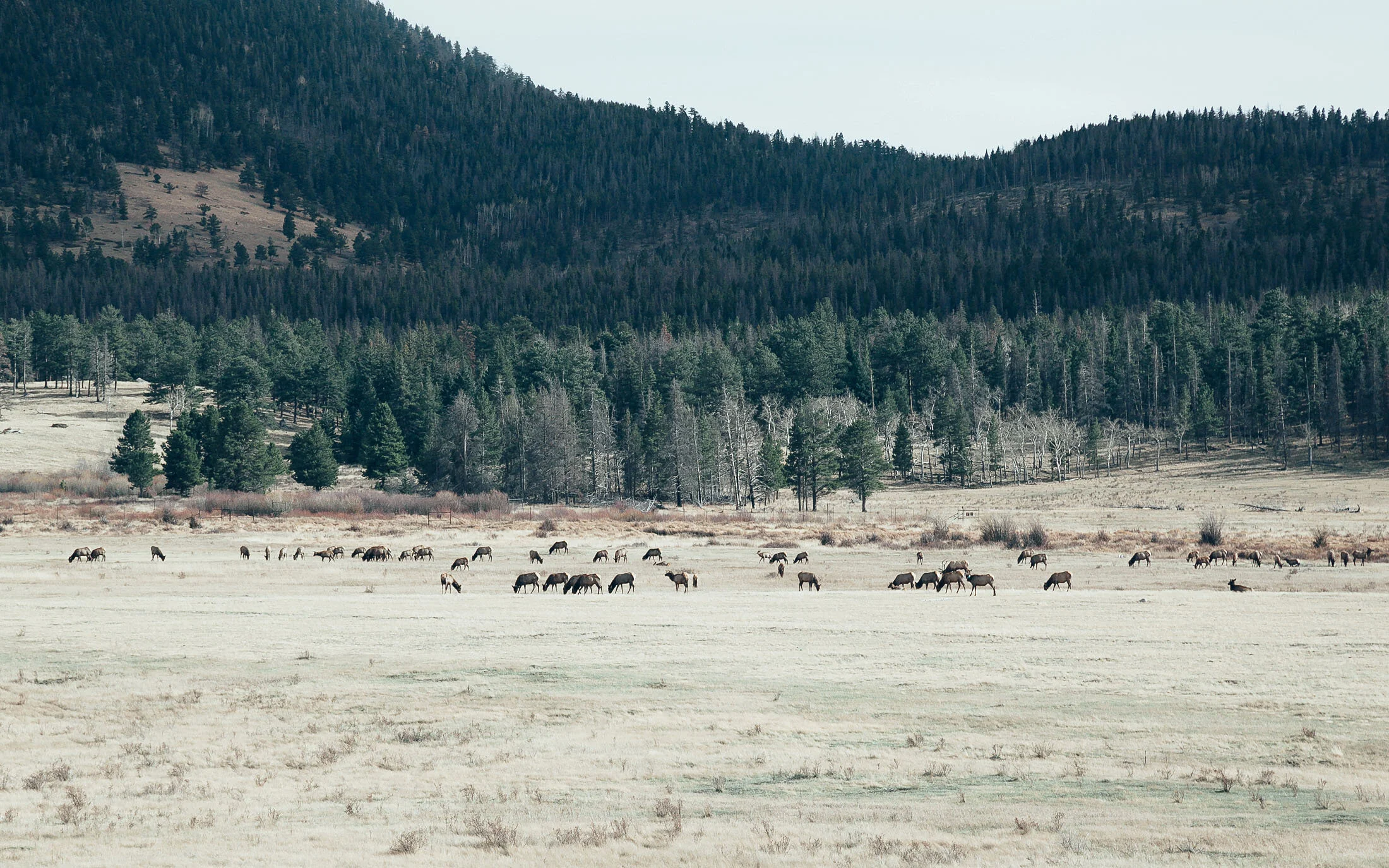 estes_park-3-2.jpg