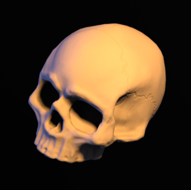 Skull
